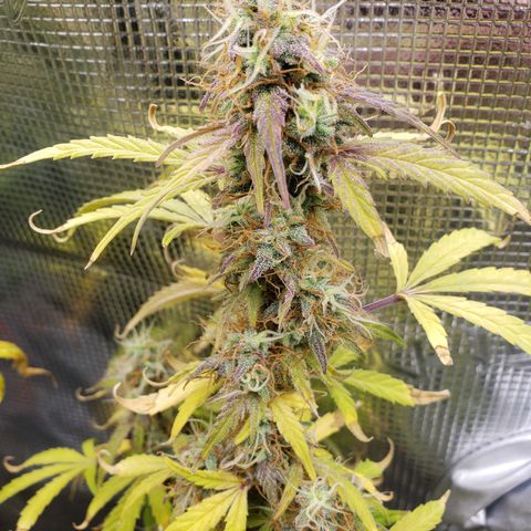 Geloctane  growlog photo: Should have the whole tent harvested by the end of this month 