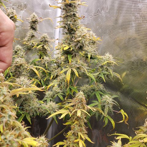 Geloctane  growlog photo: Should have the whole tent harvested by the end of this month 