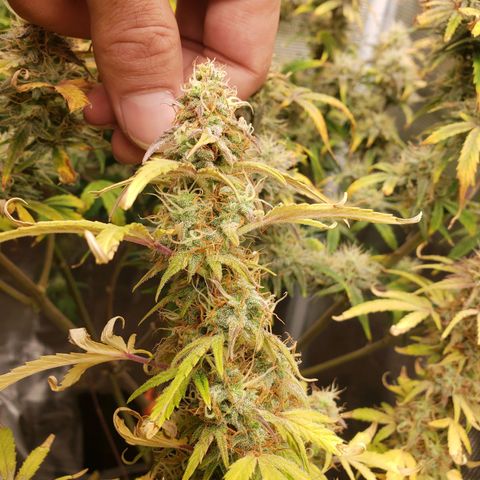 Geloctane  growlog photo: Should have the whole tent harvested by the end of this month 