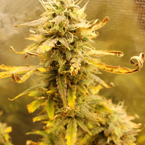 Geloctane  growlog photo: I'm cutting at least 2 of these down Friday or Saturday it's taking way too long Is specify an auto flower i need the room 