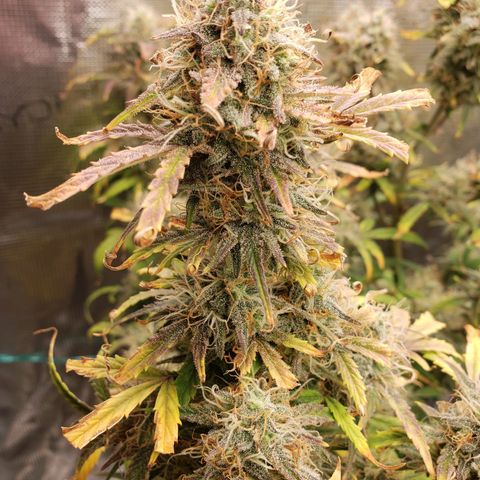 Geloctane  growlog photo: I'm cutting at least 2 of these down Friday or Saturday it's taking way too long Is specify an auto flower i need the room 