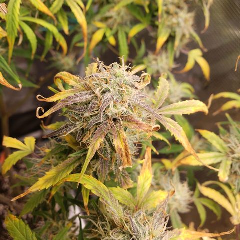 Geloctane  growlog photo: I'm cutting at least 2 of these down Friday or Saturday it's taking way too long Is specify an auto flower i need the room 