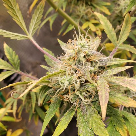 Geloctane  growlog photo: I'm cutting at least 2 of these down Friday or Saturday it's taking way too long Is specify an auto flower i need the room 