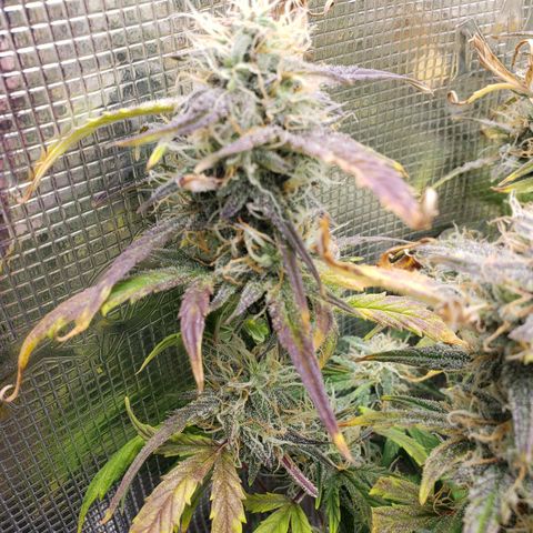 Geloctane  growlog photo: I'm cutting at least 2 of these down Friday or Saturday it's taking way too long Is specify an auto flower i need the room 
