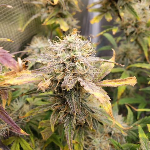 Geloctane  growlog photo: I'm cutting at least 2 of these down Friday or Saturday it's taking way too long Is specify an auto flower i need the room 