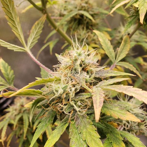 Geloctane  growlog photo: I'm cutting at least 2 of these down Friday or Saturday it's taking way too long Is specify an auto flower i need the room 