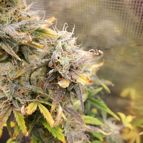Geloctane  growlog photo: I'm cutting at least 2 of these down Friday or Saturday it's taking way too long Is specify an auto flower i need the room 