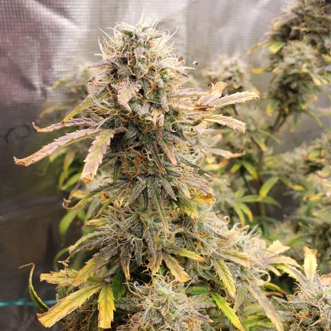 Geloctane  growlog photo: I'm cutting at least 2 of these down Friday or Saturday it's taking way too long Is specify an auto flower i need the room 