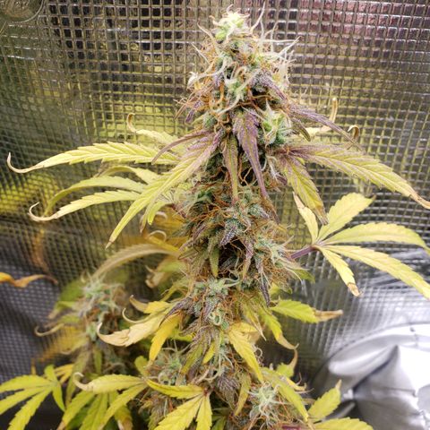 Geloctane  growlog photo: I'm cutting at least 2 of these down Friday or Saturday it's taking way too long Is specify an auto flower i need the room 