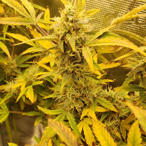 Geloctane  growlog photo: I think the 2 Khalifa Kush plants will finish on time