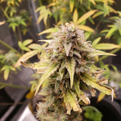 Geloctane  growlog photo: I think the 2 Khalifa Kush plants will finish on time