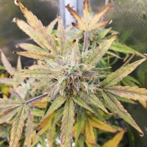 Geloctane  growlog photo: I think the 2 Khalifa Kush plants will finish on time
