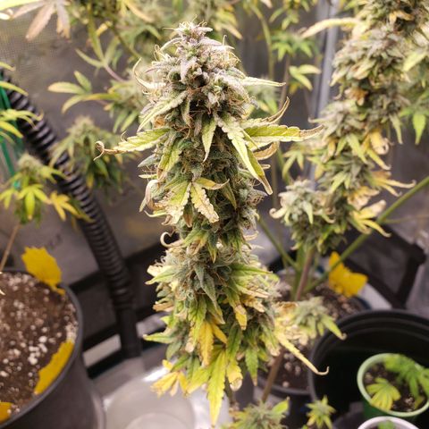 Geloctane  growlog photo: I think the 2 Khalifa Kush plants will finish on time