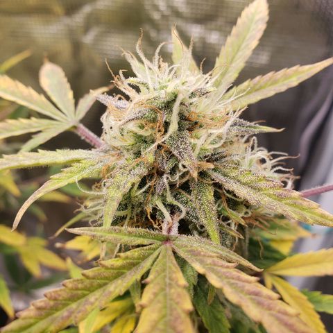 Geloctane  growlog photo: I think the 2 Khalifa Kush plants will finish on time