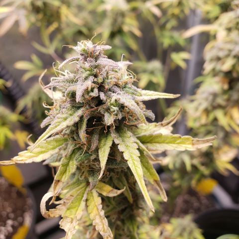 Geloctane  growlog photo: I think the 2 Khalifa Kush plants will finish on time