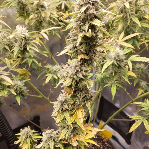 Geloctane  growlog photo: I think the 2 Khalifa Kush plants will finish on time