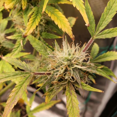 Geloctane  growlog photo: I think the 2 Khalifa Kush plants will finish on time