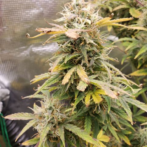 Geloctane  growlog photo: I think the 2 Khalifa Kush plants will finish on time