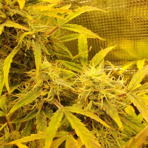 Geloctane  growlog photo: I think the 2 Khalifa Kush plants will finish on time