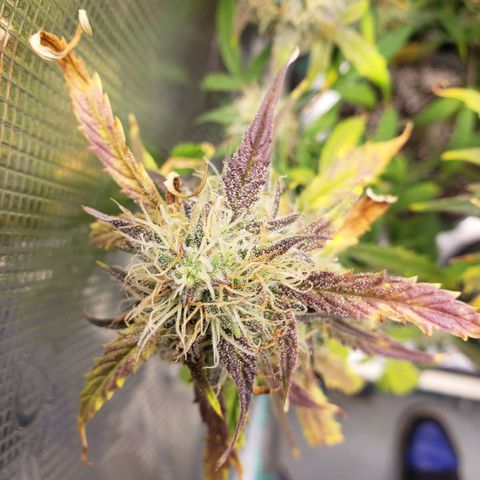 Geloctane  growlog photo: Some nice colors I wish most of them were not yellow