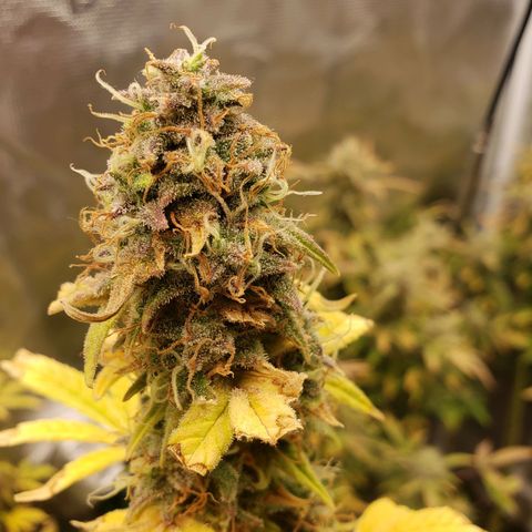 Geloctane  growlog photo: Some nice colors I wish most of them were not yellow