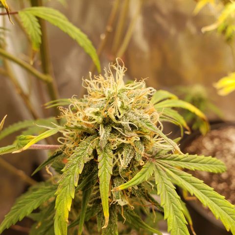 Geloctane  growlog photo: Some nice colors I wish most of them were not yellow