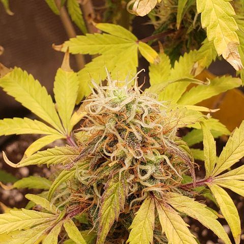 Geloctane  growlog photo: Some nice colors I wish most of them were not yellow