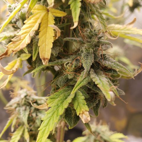 Geloctane  growlog photo: Morning 