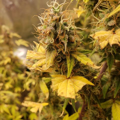 Geloctane  growlog photo: Morning 