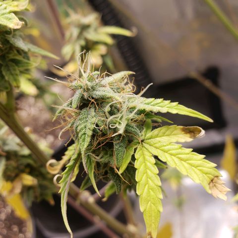 Geloctane  growlog photo: Morning 