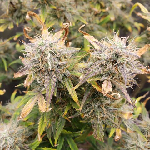 Geloctane  growlog photo: Morning 