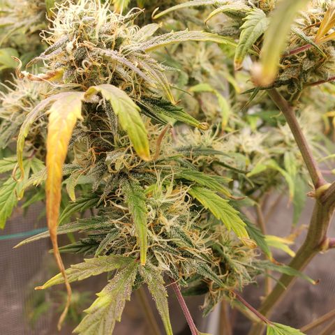 Geloctane  growlog photo: Morning 