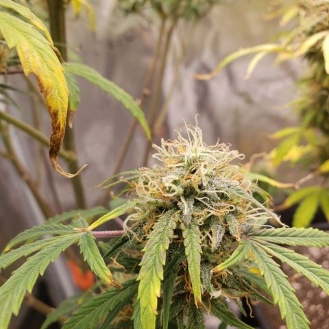 Geloctane  growlog photo: Morning 