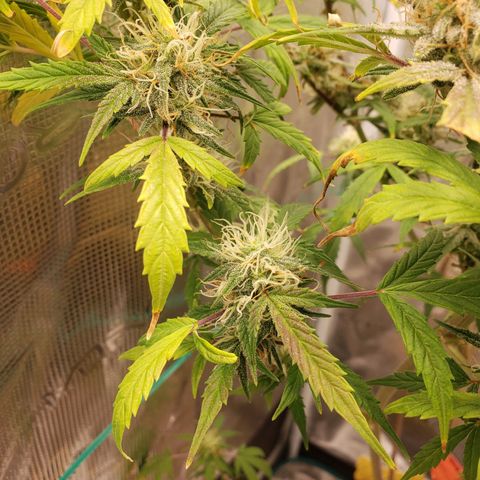 Geloctane  growlog photo: Morning 