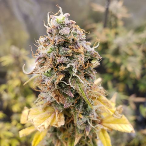 Geloctane  growlog photo: Morning 