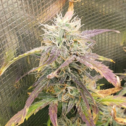 Geloctane  growlog photo: Morning 