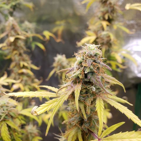 Geloctane  growlog photo: I have to get these nutrients dialed in for next grow or just go all organic 