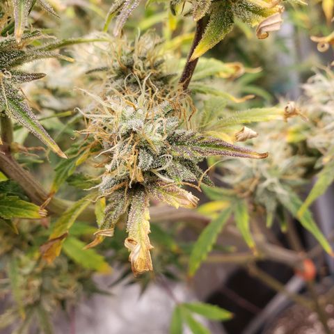 Geloctane  growlog photo: I have to get these nutrients dialed in for next grow or just go all organic 