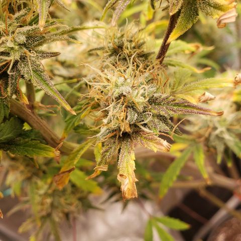 Geloctane  growlog photo: I have to get these nutrients dialed in for next grow or just go all organic 