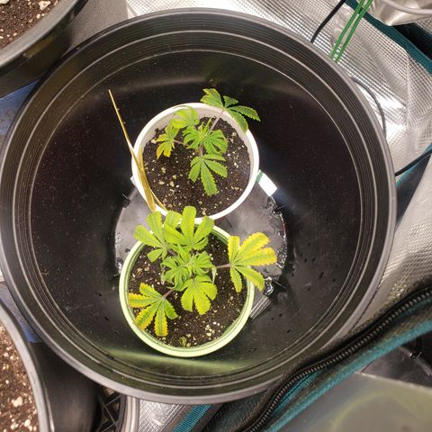 Geloctane  growlog photo: I have to get these nutrients dialed in for next grow or just go all organic 