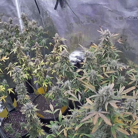Geloctane  growlog photo: I think the lights are still to intense maybe 1 150w light next time 