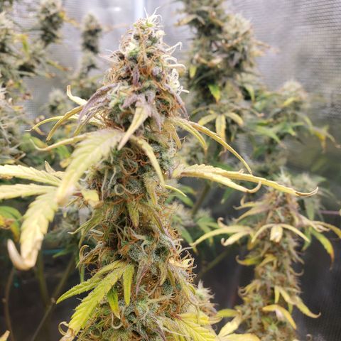 Geloctane  growlog photo: I think the lights are still to intense maybe 1 150w light next time 