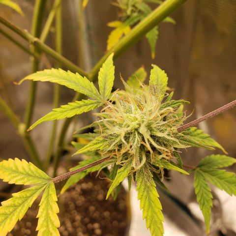 Geloctane  growlog photo: I think the lights are still to intense maybe 1 150w light next time 