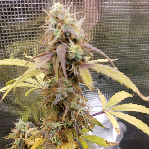 Geloctane  growlog photo: I think the lights are still to intense maybe 1 150w light next time 