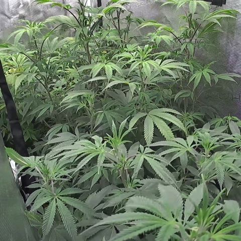 Geloctane  growlog photo: I think the lights are still to intense maybe 1 150w light next time 