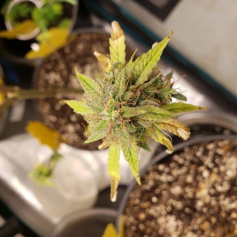 Geloctane  growlog photo: Problem is now trying to dry the 2 Khalifa Kush plants cause they're so massive 