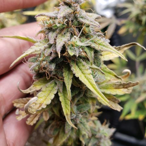 Geloctane  growlog photo: Problem is now trying to dry the 2 Khalifa Kush plants cause they're so massive 