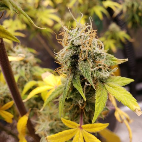 Geloctane  growlog photo: Problem is now trying to dry the 2 Khalifa Kush plants cause they're so massive 