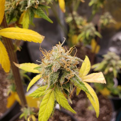 Geloctane  growlog photo: Problem is now trying to dry the 2 Khalifa Kush plants cause they're so massive 