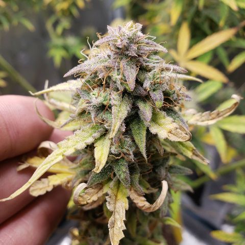 Geloctane  growlog photo: Problem is now trying to dry the 2 Khalifa Kush plants cause they're so massive 
